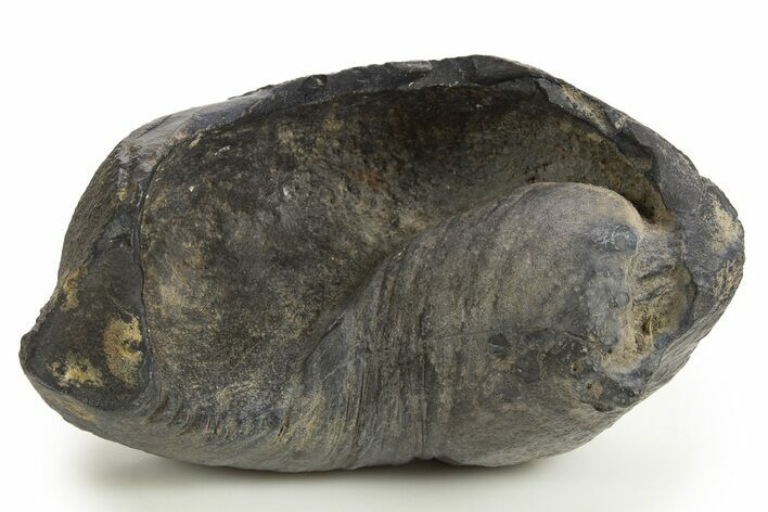 Large, Fossil Whale Ear Bone - South Carolina #325707